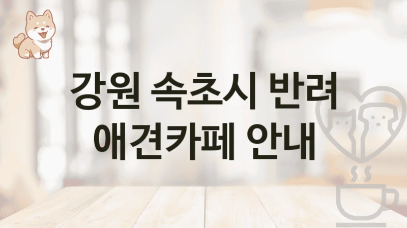 속초시 반려견 전용 공간 애견카페 추천, 이용비용 및 서비스