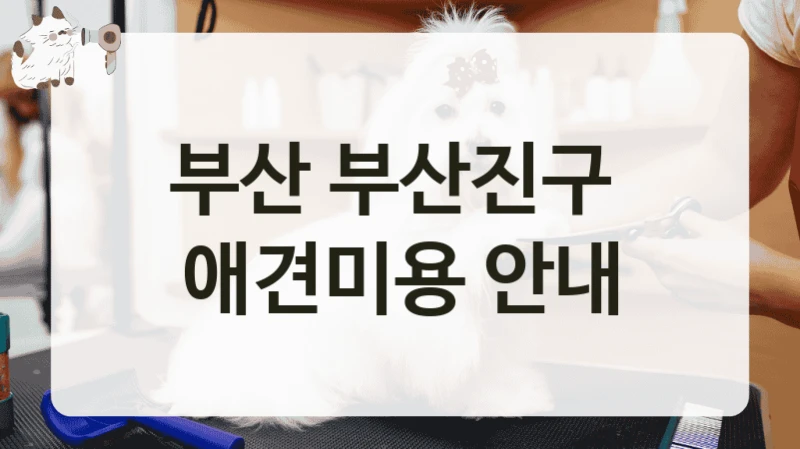 부산 부산진구  애견미용 안내