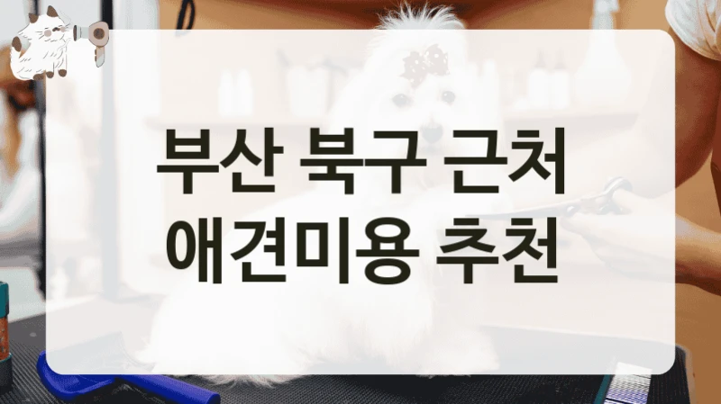 부산 북구 근처 애견미용 추천