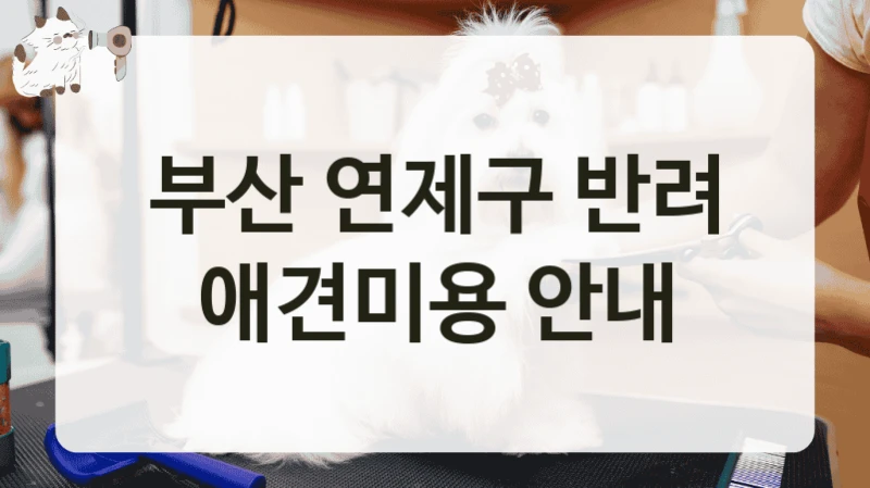 부산 연제구 반려 애견미용 안내