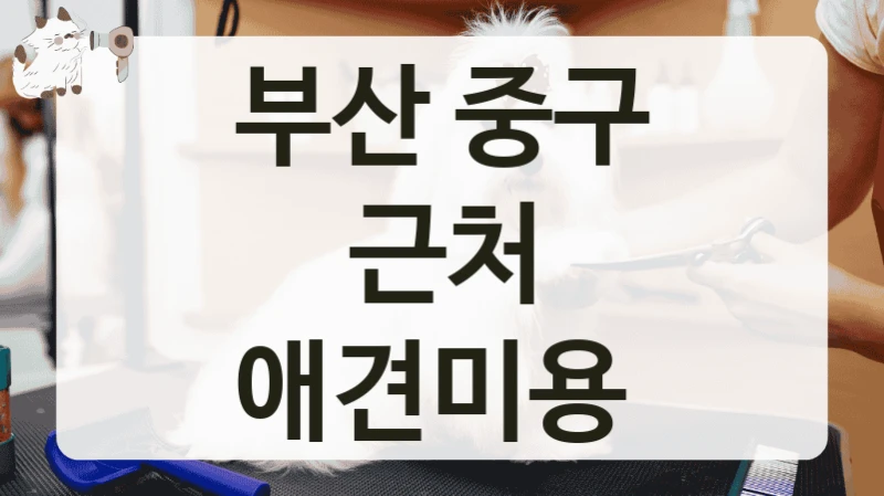 부산 중구 근처 애견미용