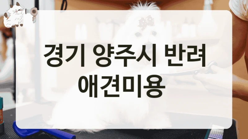 경기 양주시 반려 애견미용