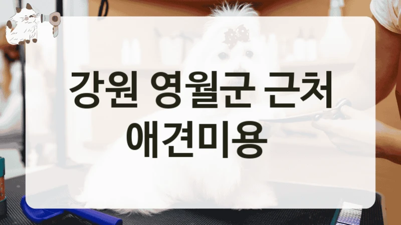 강원 영월군 근처 애견미용