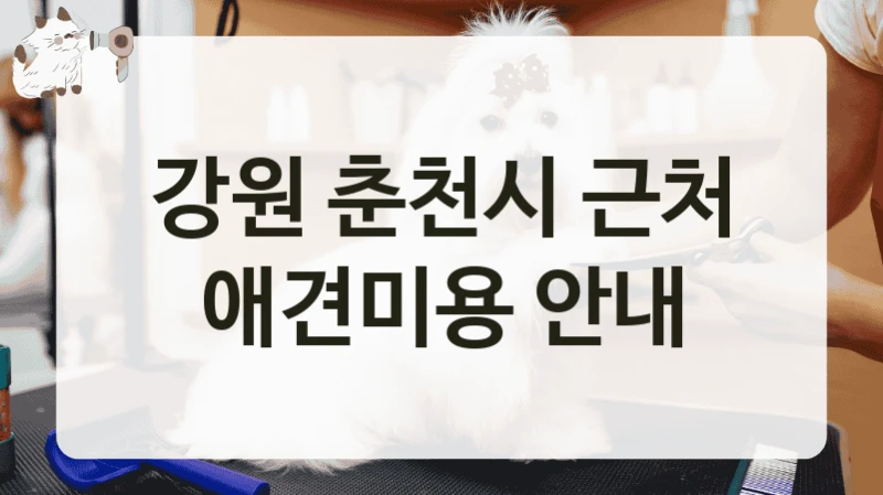 강원 춘천시 근처 애견미용 안내