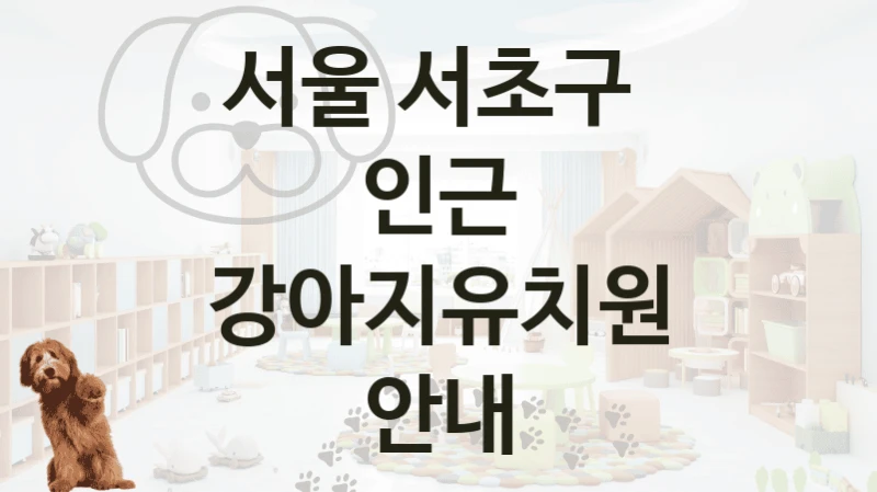 서울 서초구 
인근 강아지유치원 안내