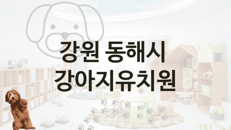 강원 동해시 댕댕이 강아지유치원 놀이터