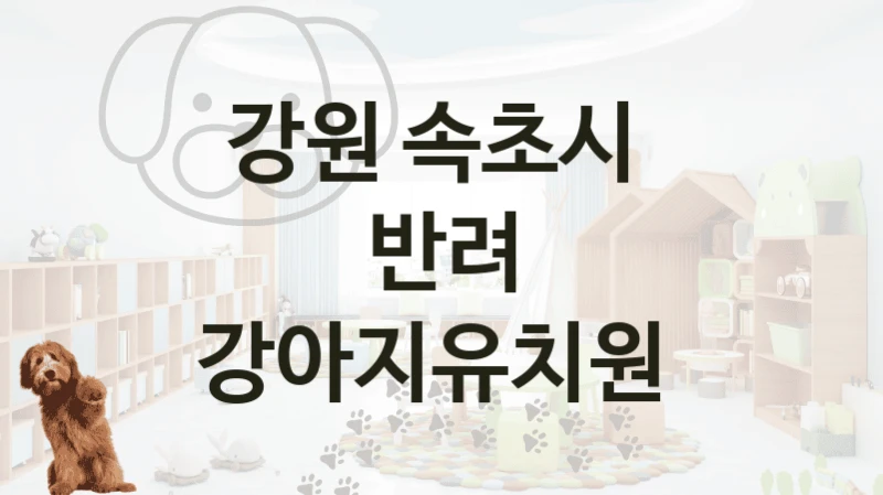 속초시 추천하는 댕댕이 강아지유치원 추천, 놀이터 및 교육 돌보미비용